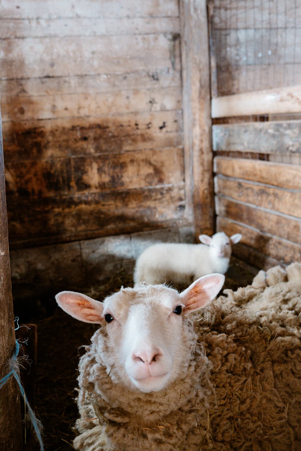 A sheep mama and her baby lamb