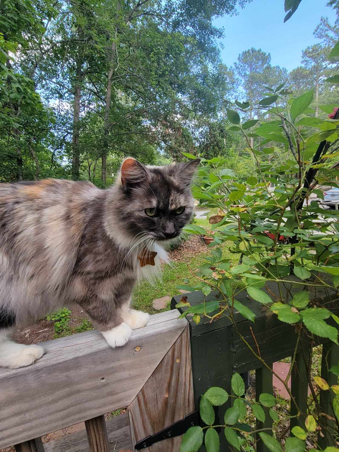 Our garden cat Stevie who will always greet you, so keep a watchful eye out for her.