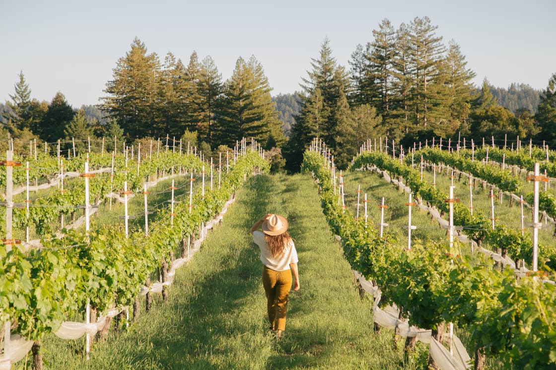 Walks through the vineyard