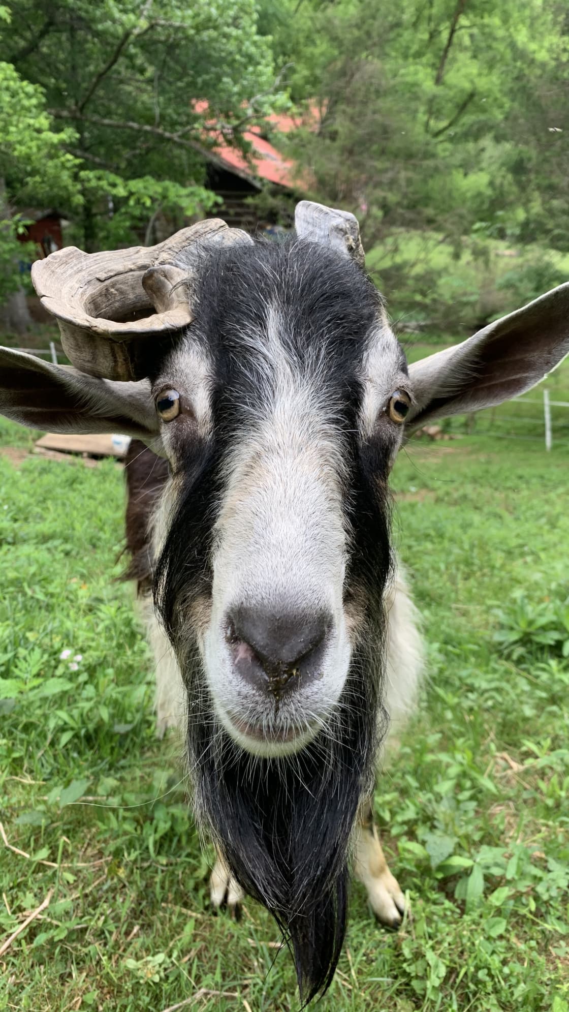 Come visit the ole’Homestead to meet Norman! He is a friendly loving Alpine Buck here at the ole’Homestead. He loves treats and getting scratches. 