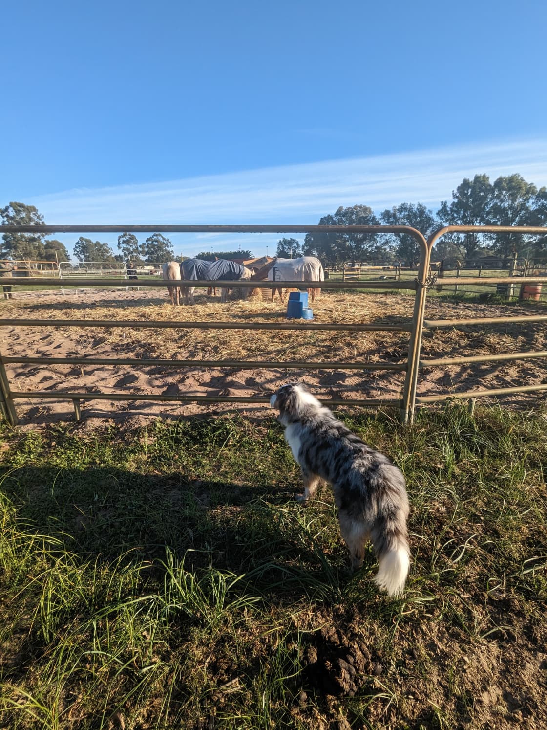 The dog checking out the horses feeding 