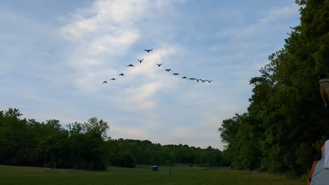 Geese taking off and flying over the campsites. There were also deer occasionally visiting. 