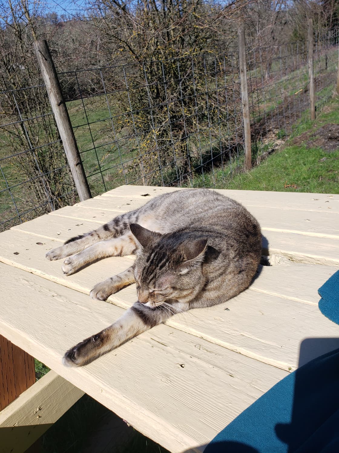 farm cat might b spotted sunbathing 