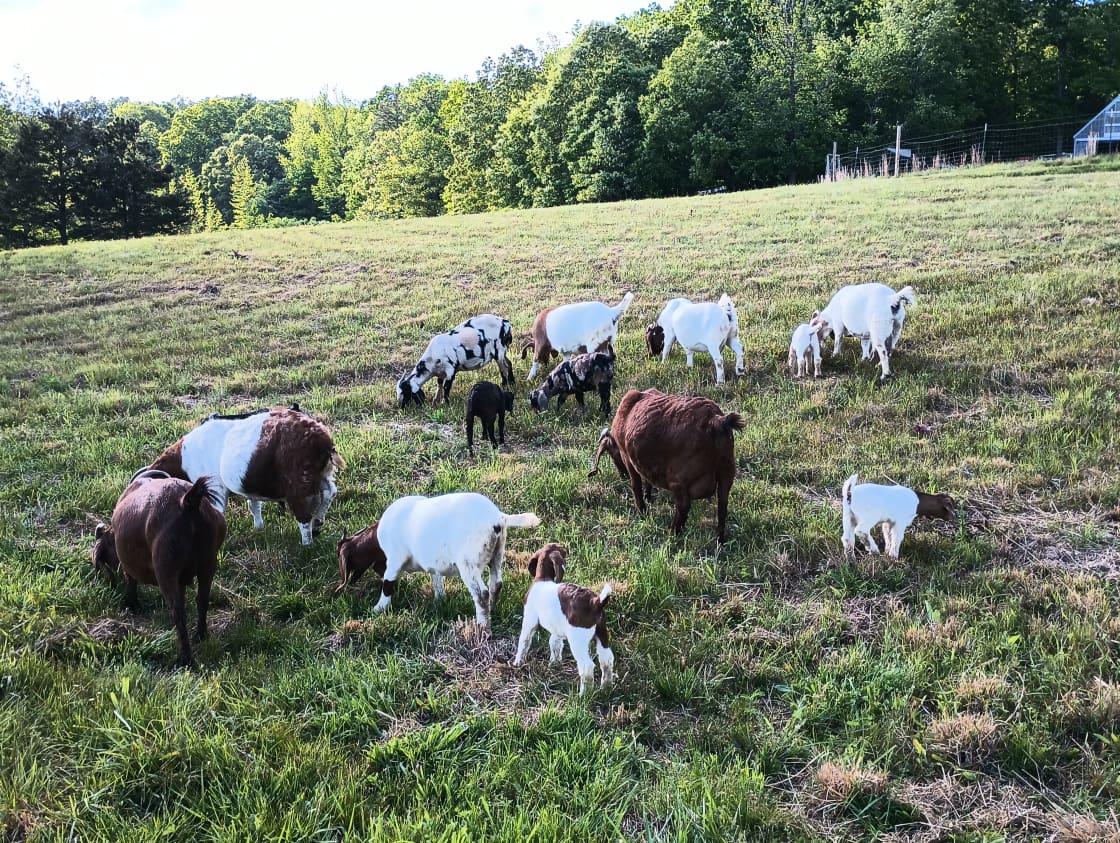 Li'l Lanka Boer Goat Farm
