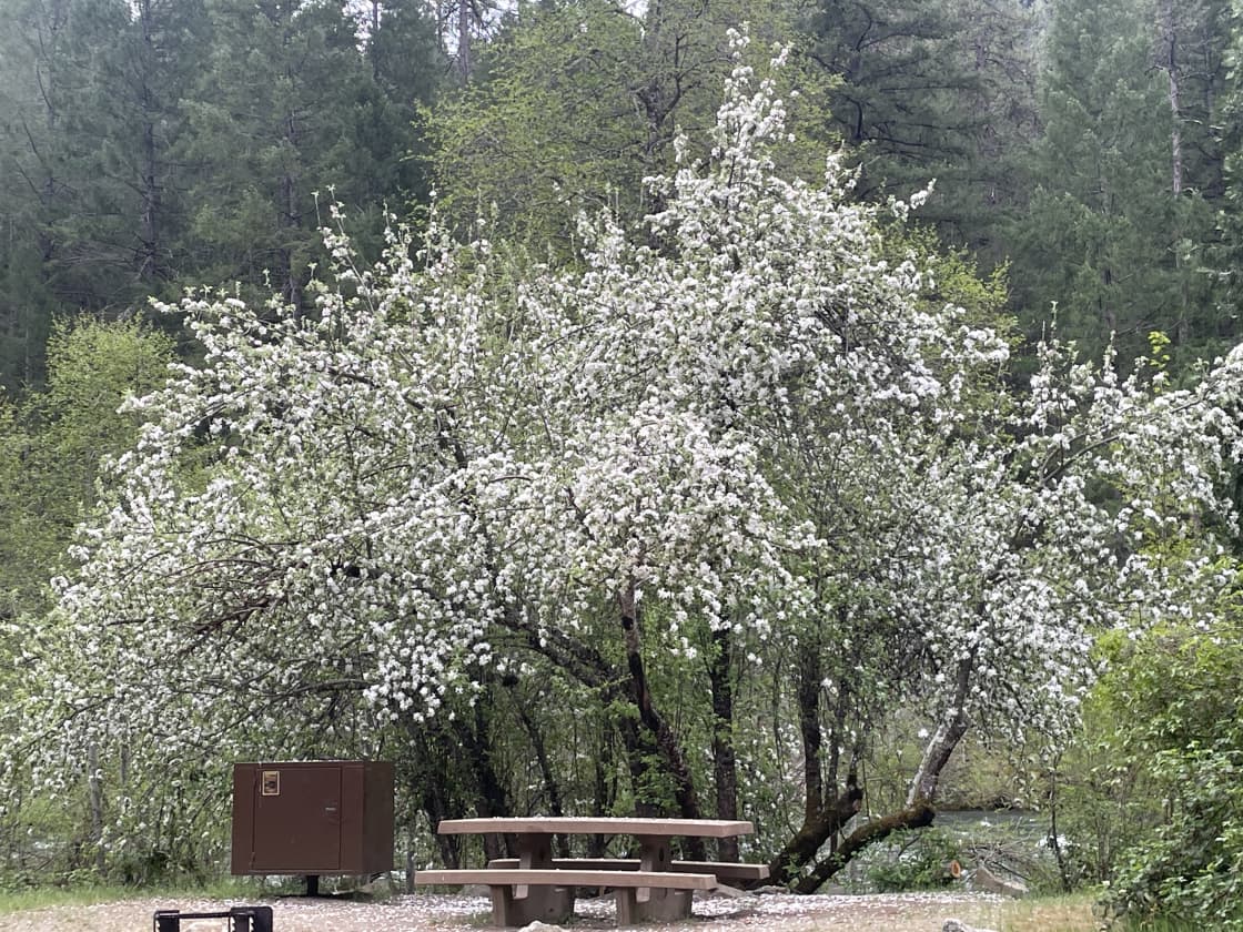 Some old apple tree(s) at Carlton Campground