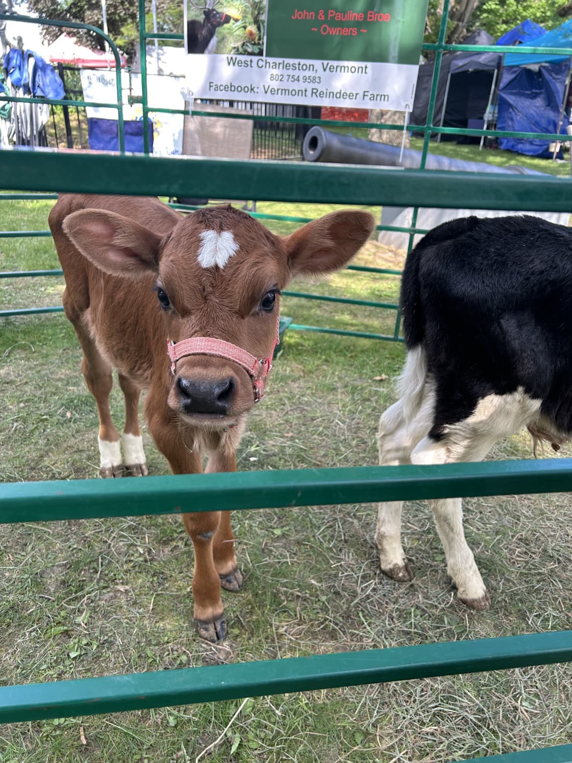 Enosburg Dairy Festival 🐄 