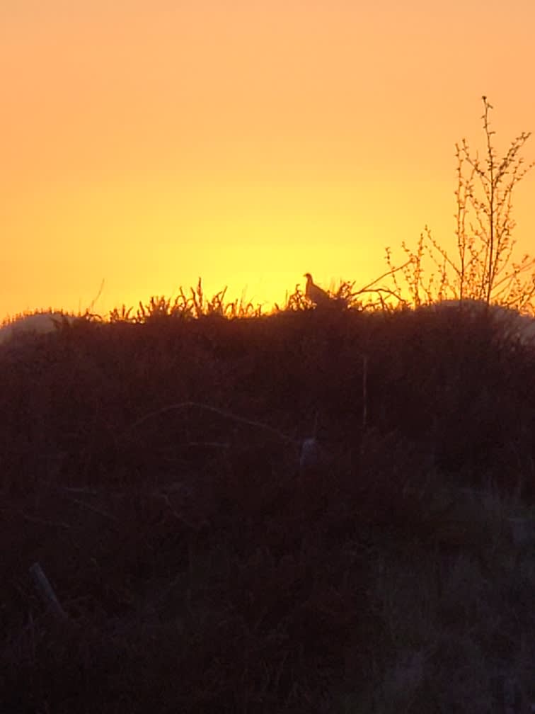 sunset grouse