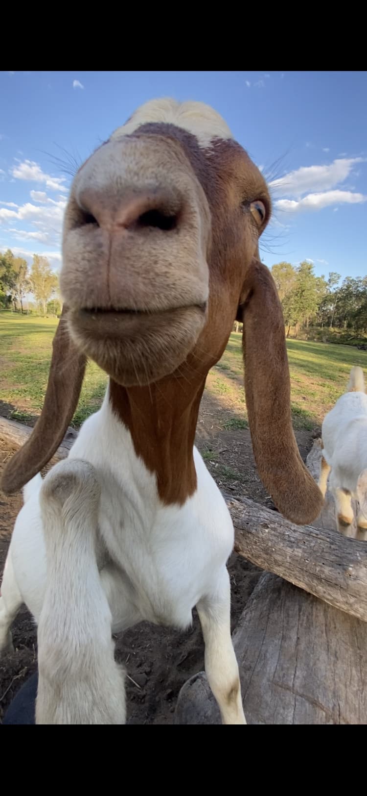 Camping With Goats
