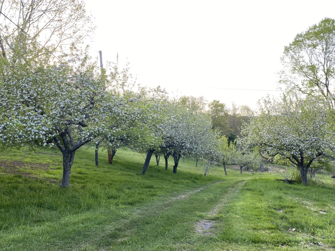 The road through the orchard to the bridge