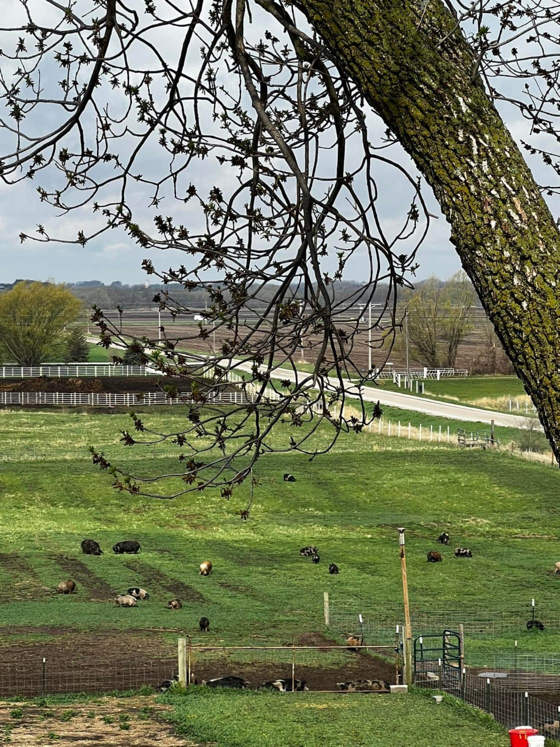 View of main pasture