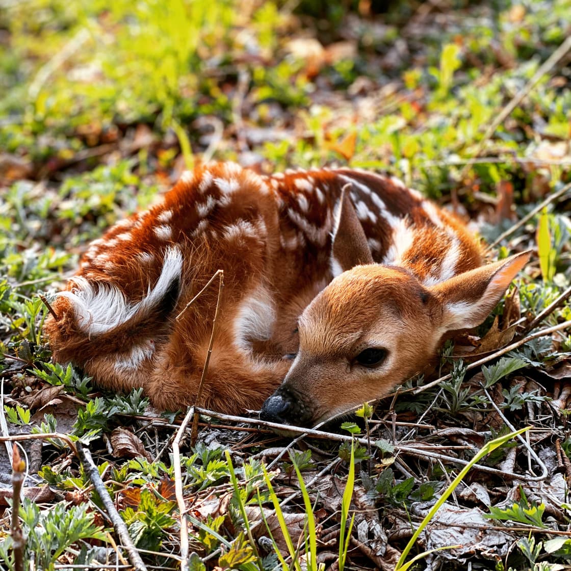 A fawn born on the norther part of the Isle
