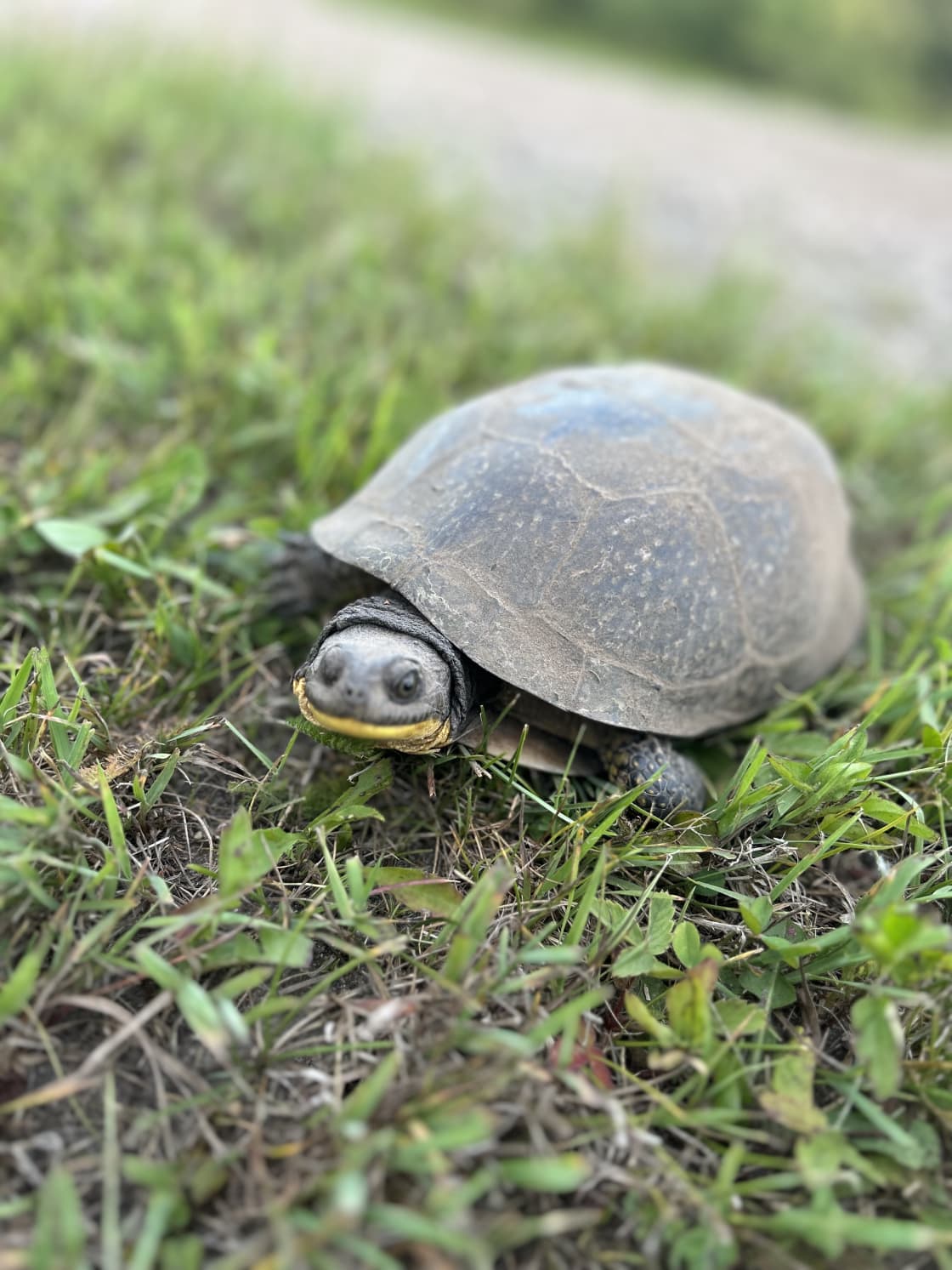 A Blanding's Turtle can be seen around our property early summer looking for a spot to lay  her eggs