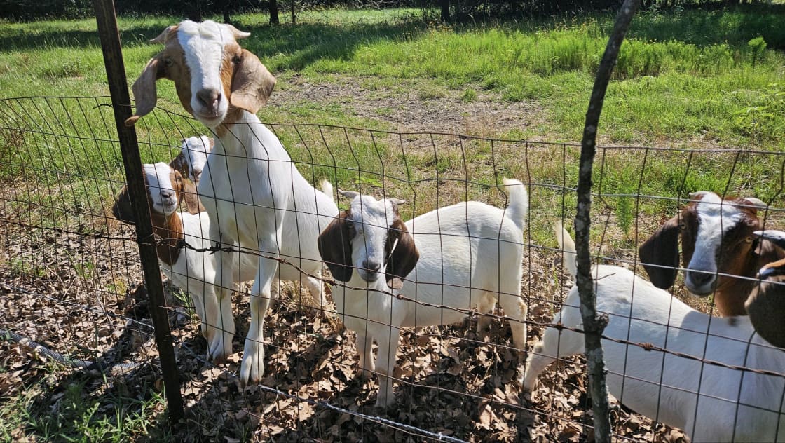 Goats at fenceline