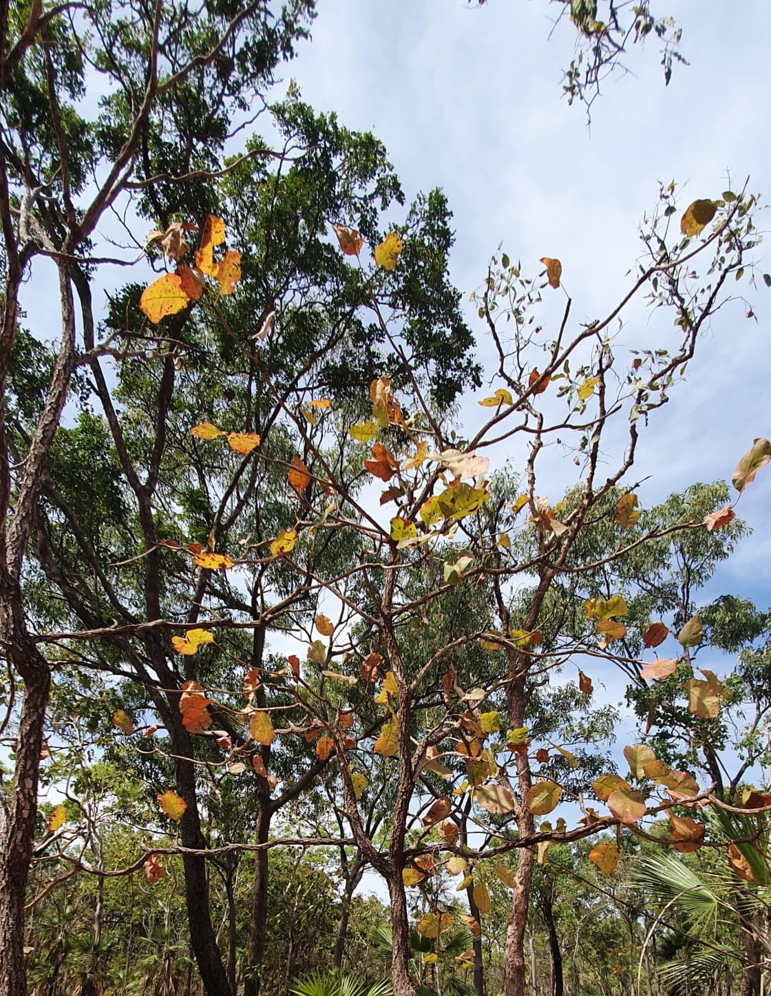 Colourful leaves of the Kakadu Plum tree