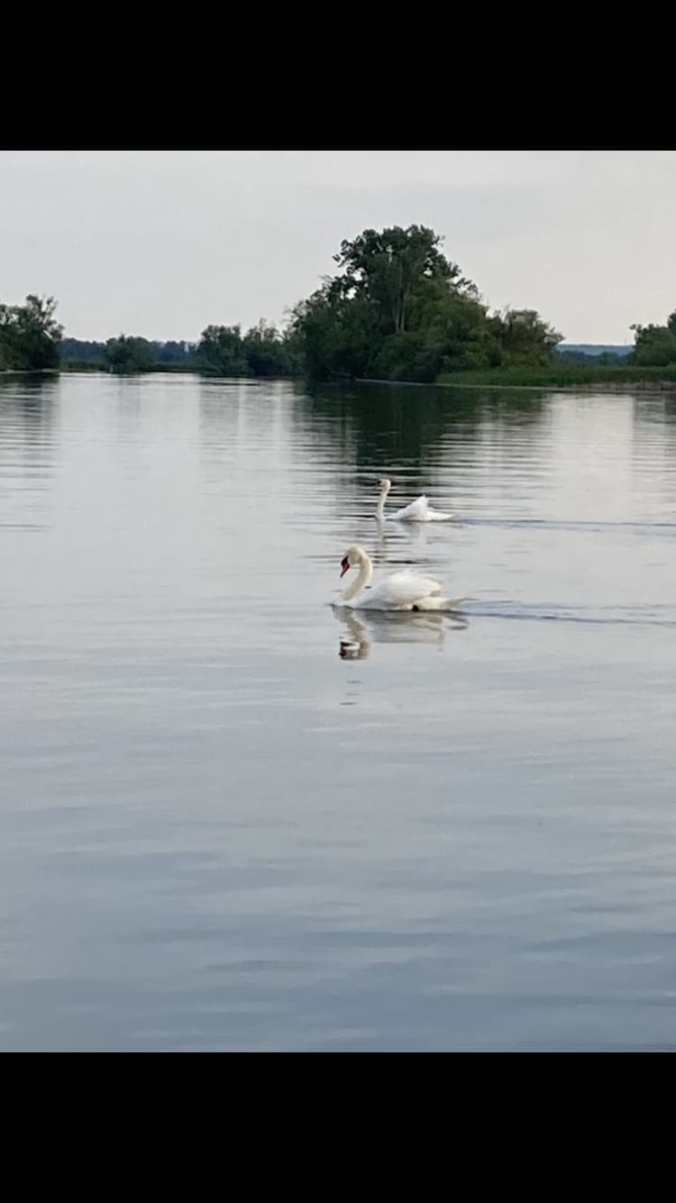 Many swans in our area 
