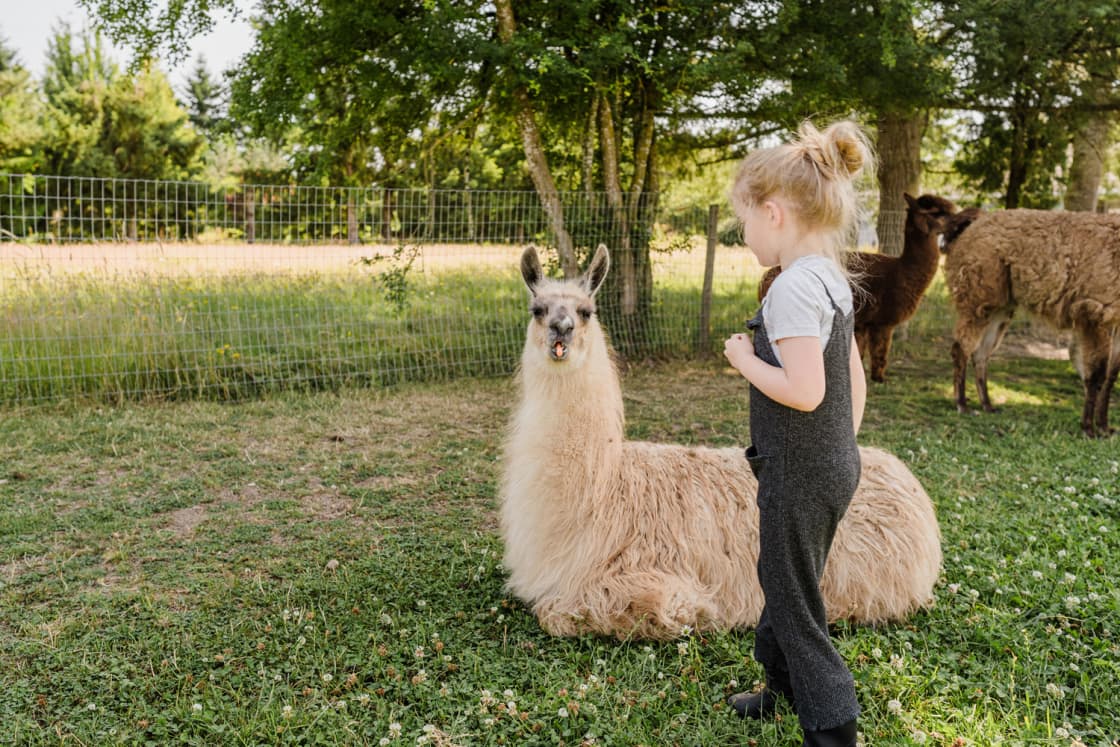 Meet our girl alpaca herd — Old Homestead Alpacas