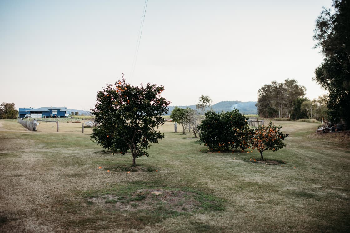 Fruit trees surrounding the camping area