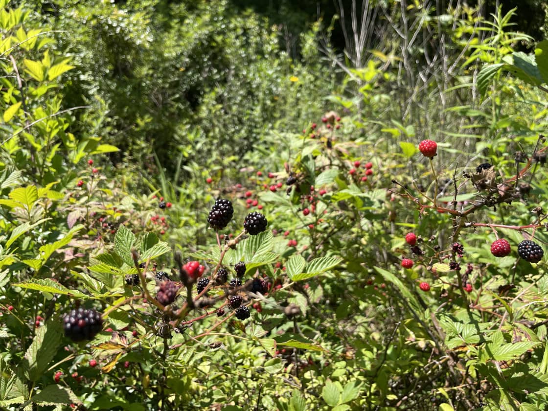 During July and August there are plenty of blackberry bushes on the property to snack on.