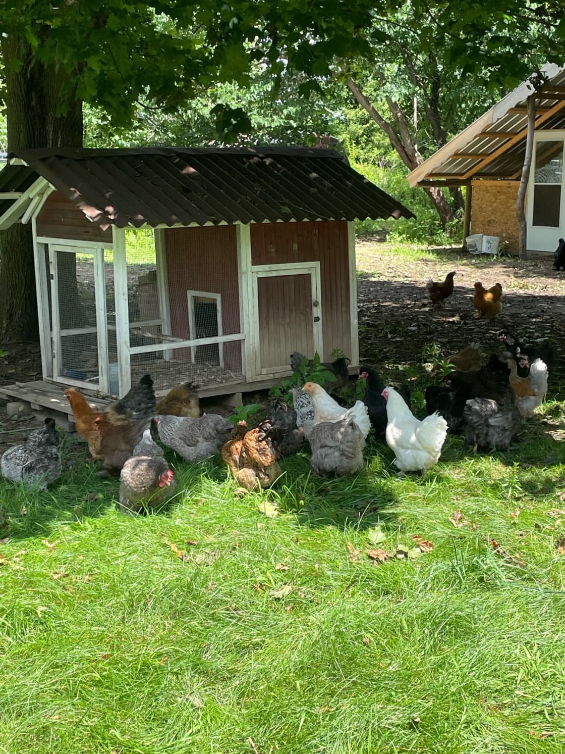 Our happy chickens - ask about taking home a dozen eggs!