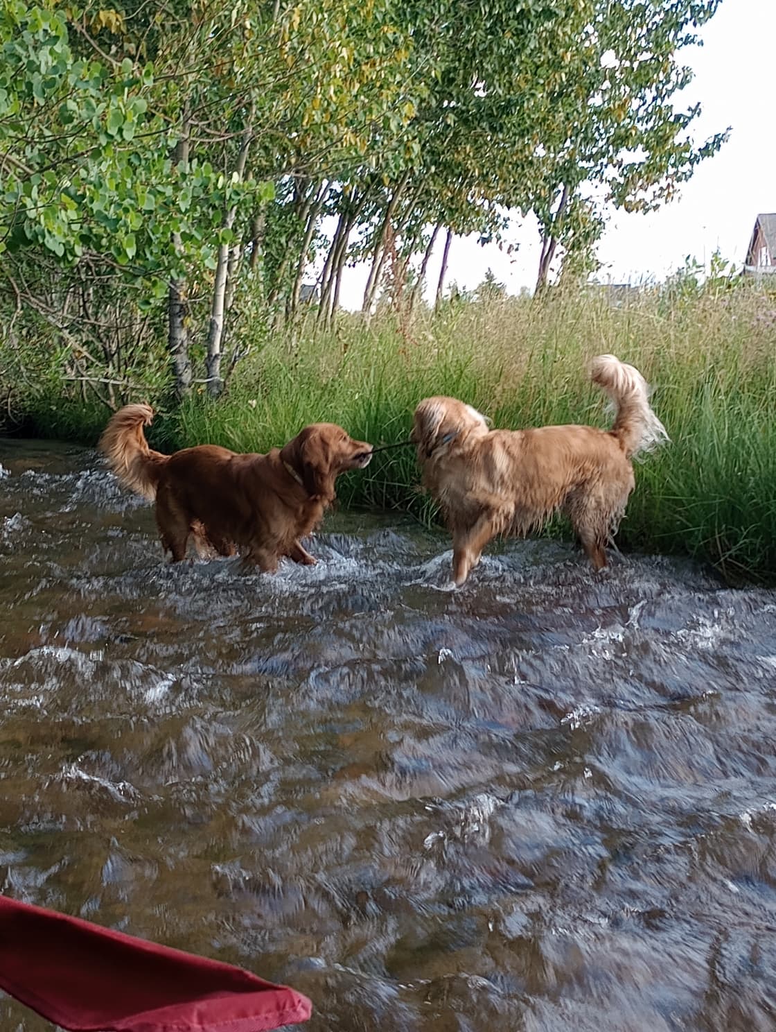 Our boys LOVING the creek