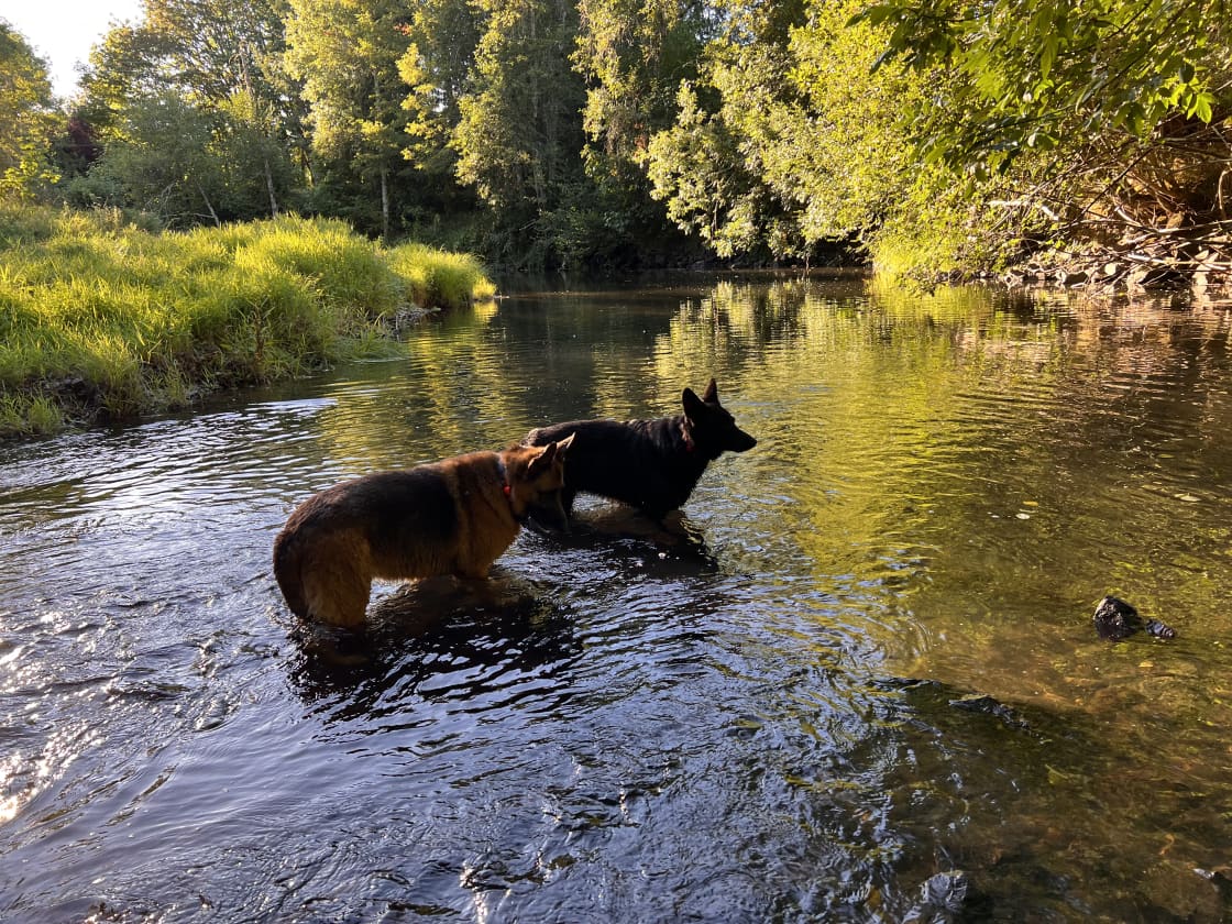 With my dogs at the creek
