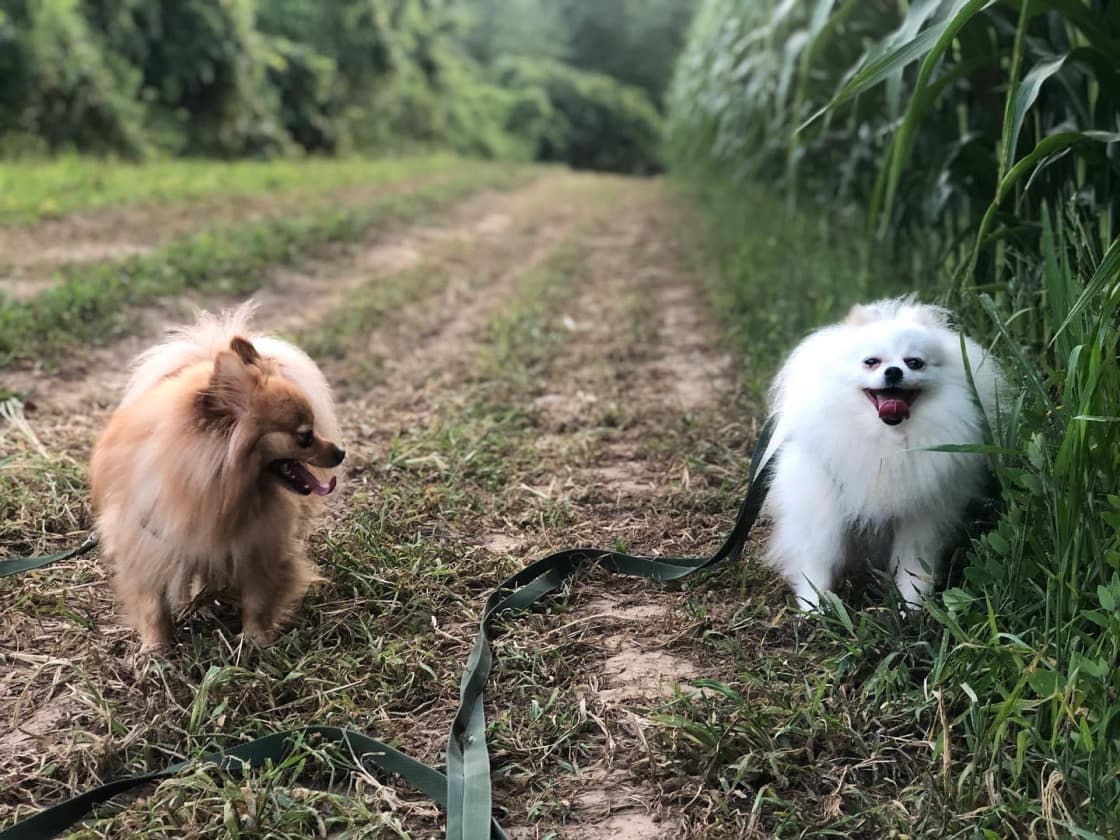 Bruce and Pippa, our resident Pomeranians.
