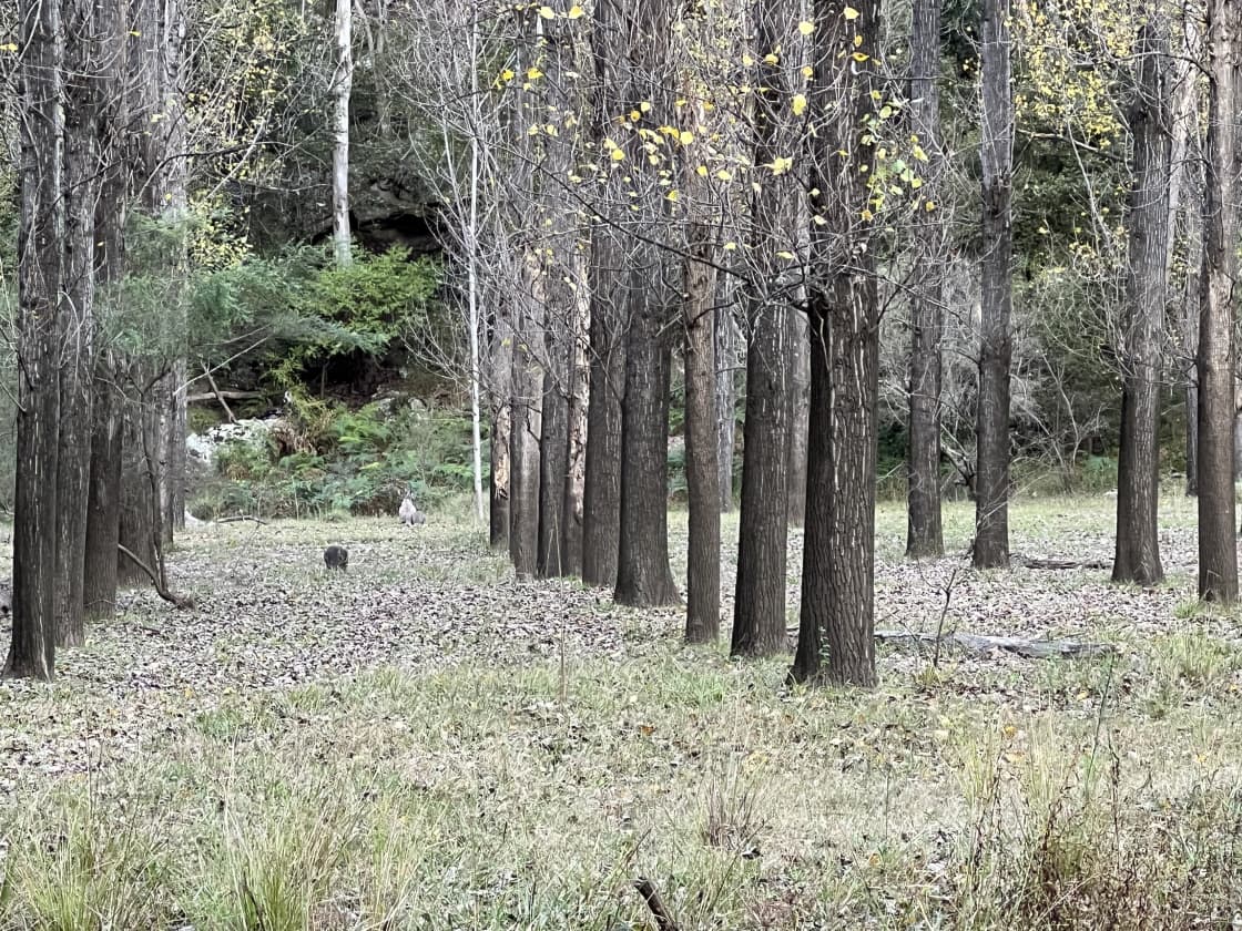 Poplars at Rosemont Estate