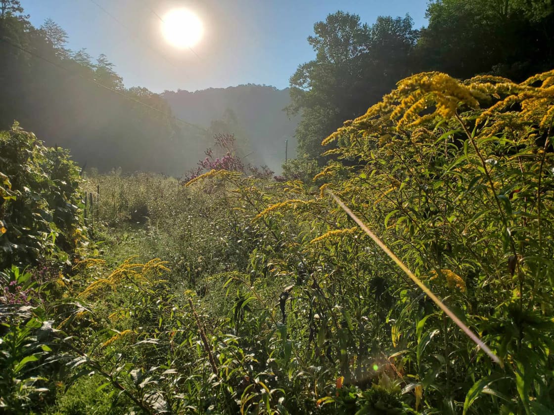 Sun-up in the wildflower meadow