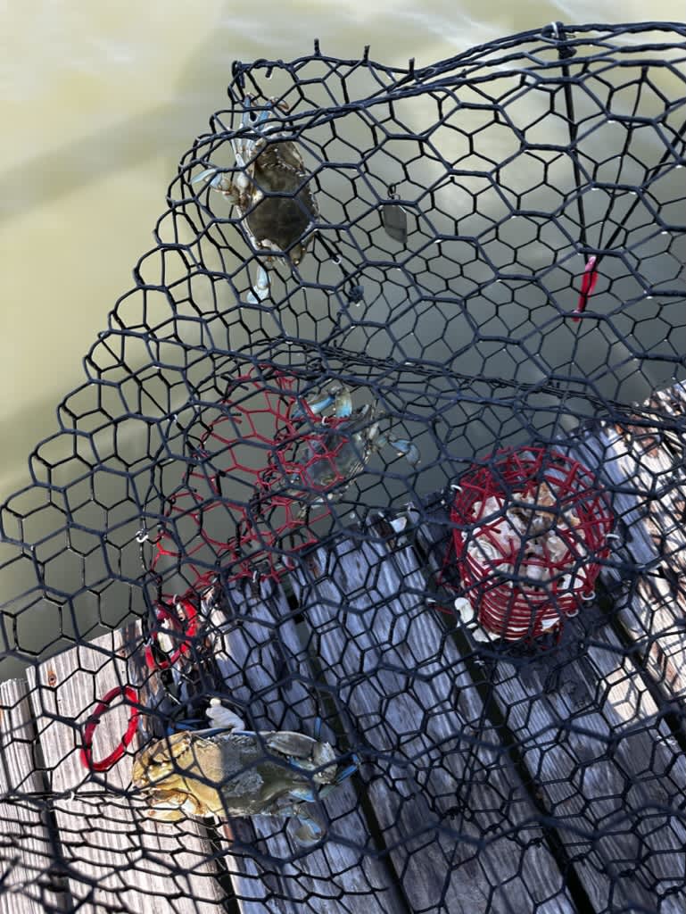 Crab trap... just put bait in and toss it in the canal!