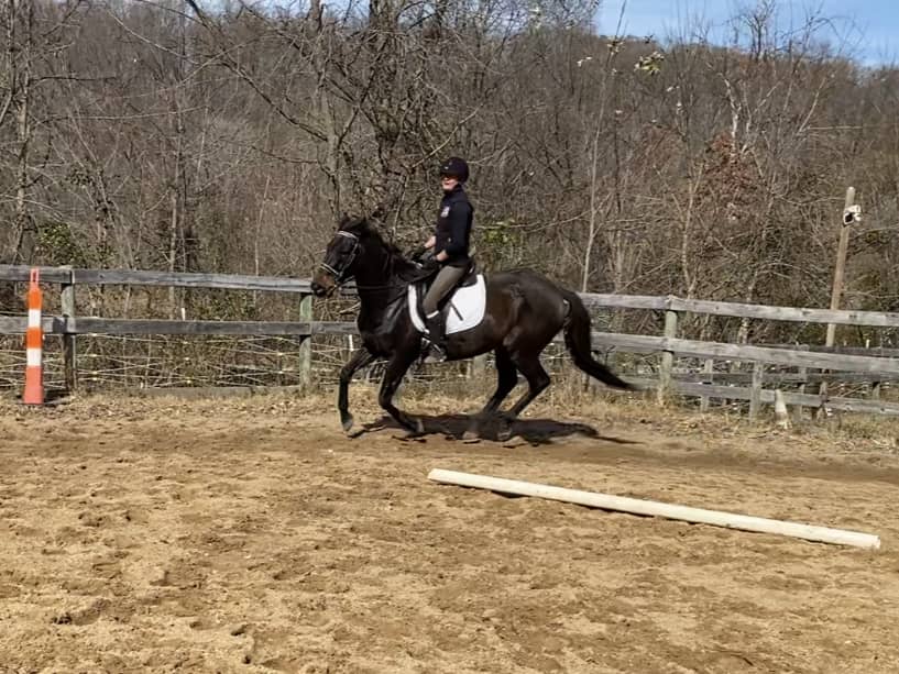 We teach English Dressage and Hunter/Jumper. Beginners are welcome!