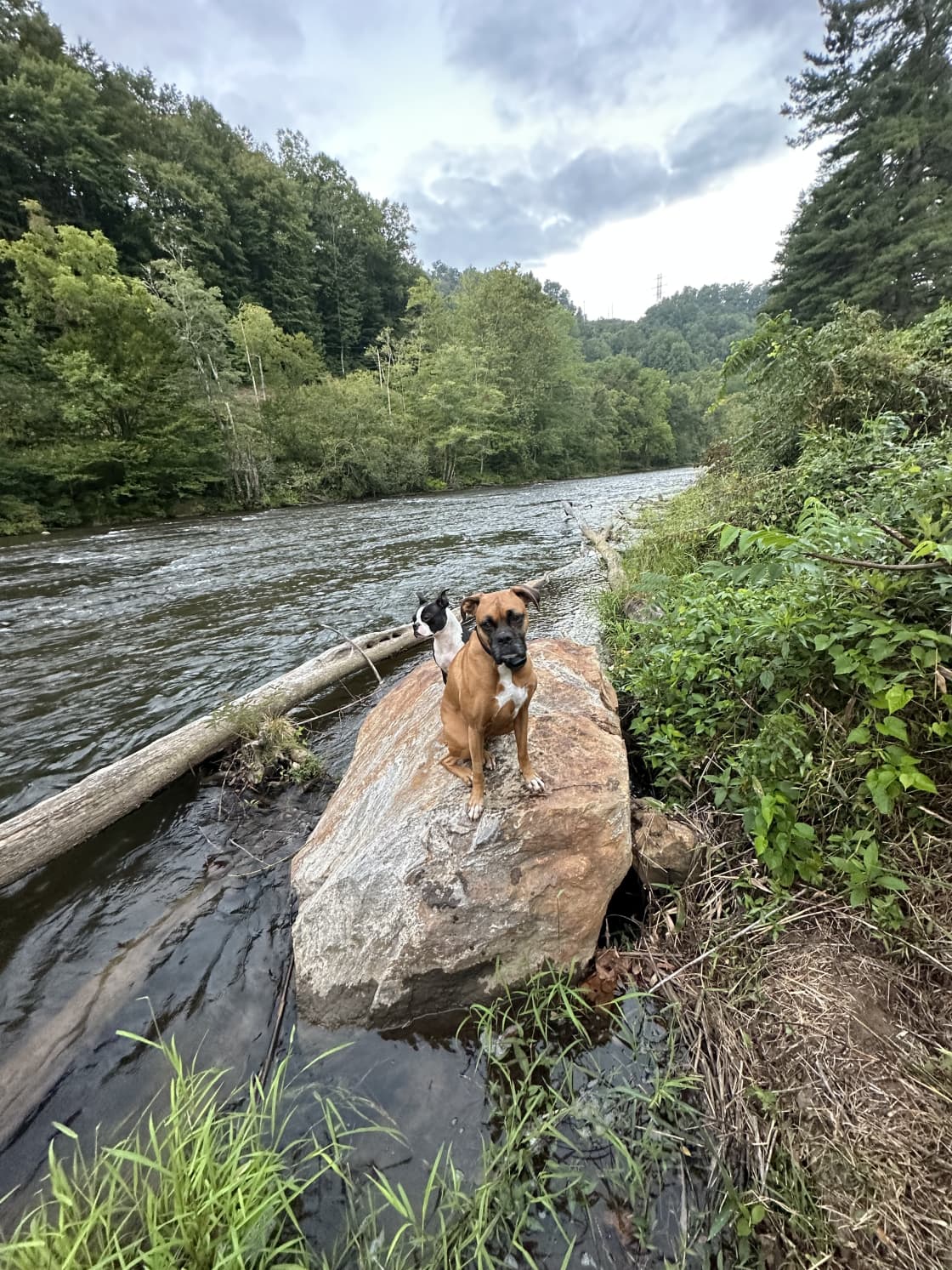 Reese and Turbo on the River rock 