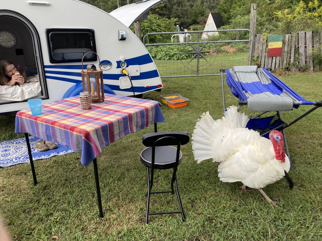 The resident turkey struts through camp taking its time to model and show off its plumage.