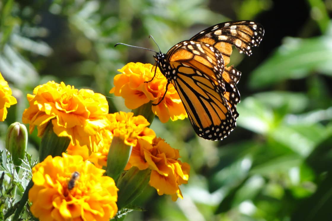 Monarch butterfly on our abundant Marigold plants on property