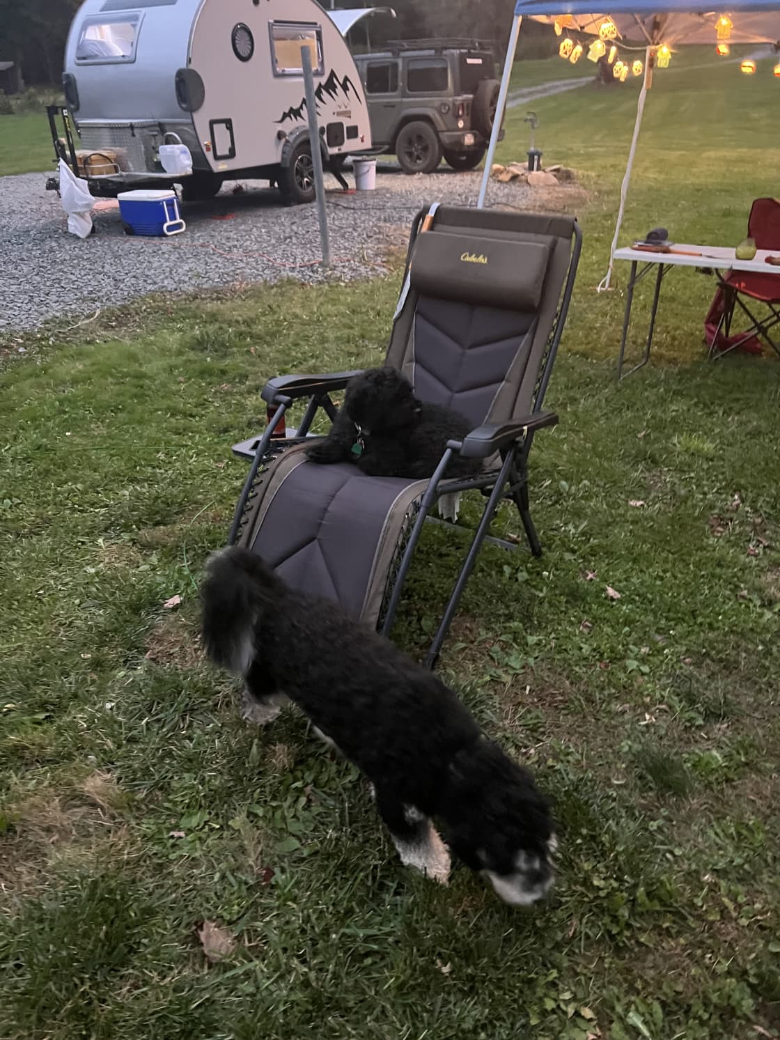 Dogs taking turn in the chair of happiness