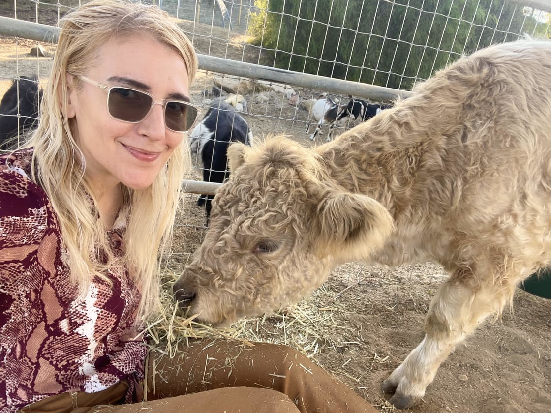 Farm Retreat with Calf Cuddling