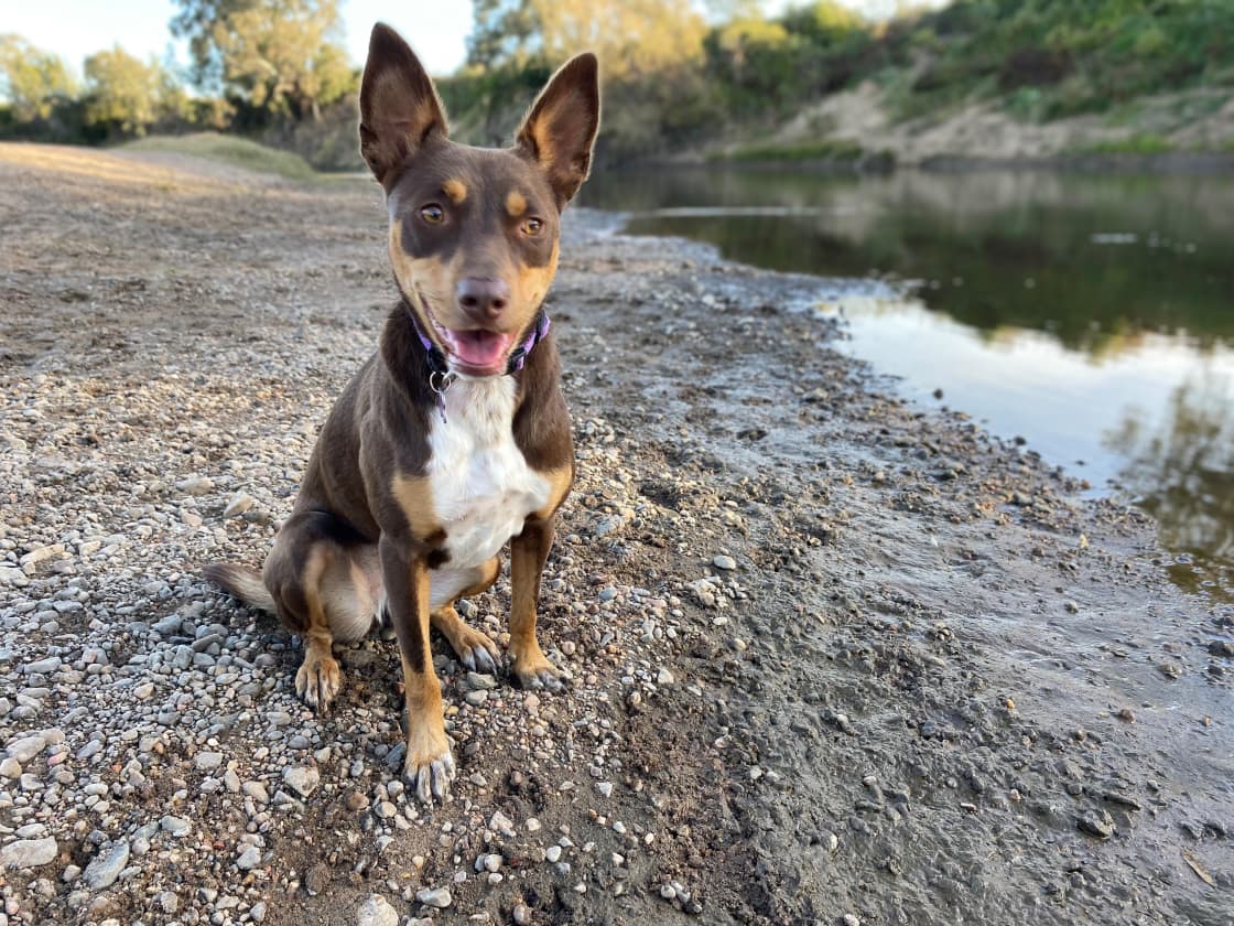 our kelpie down at the river