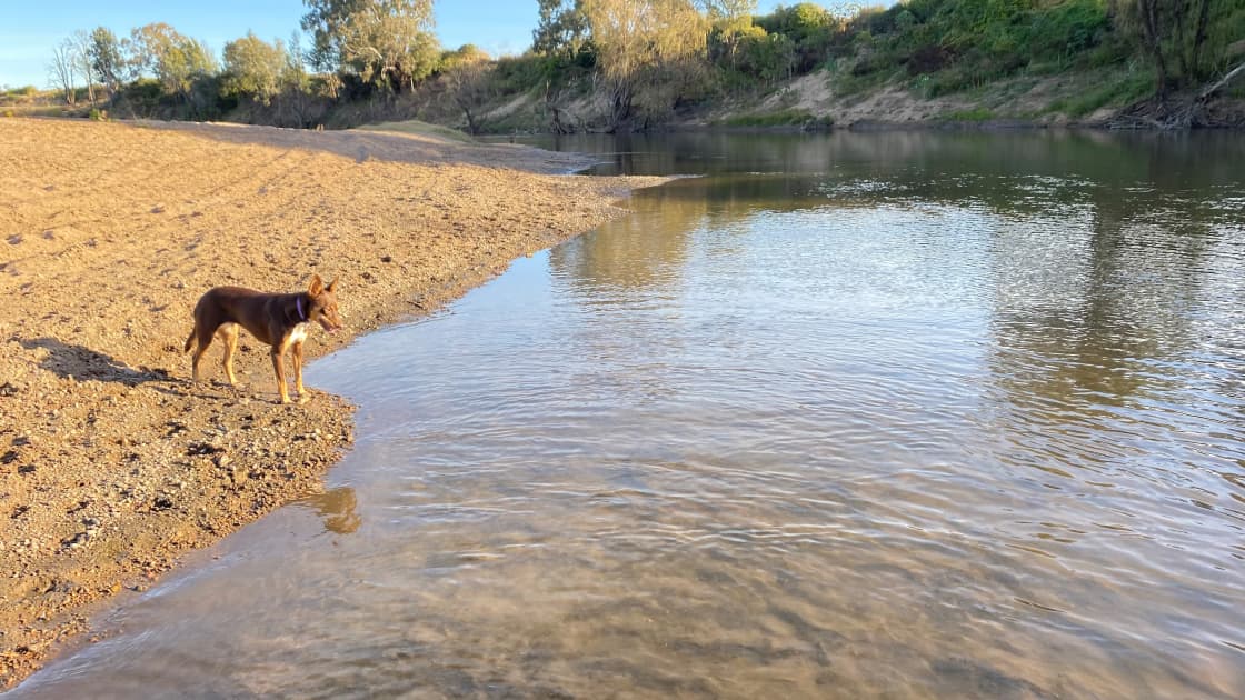 our kelpie down at the river