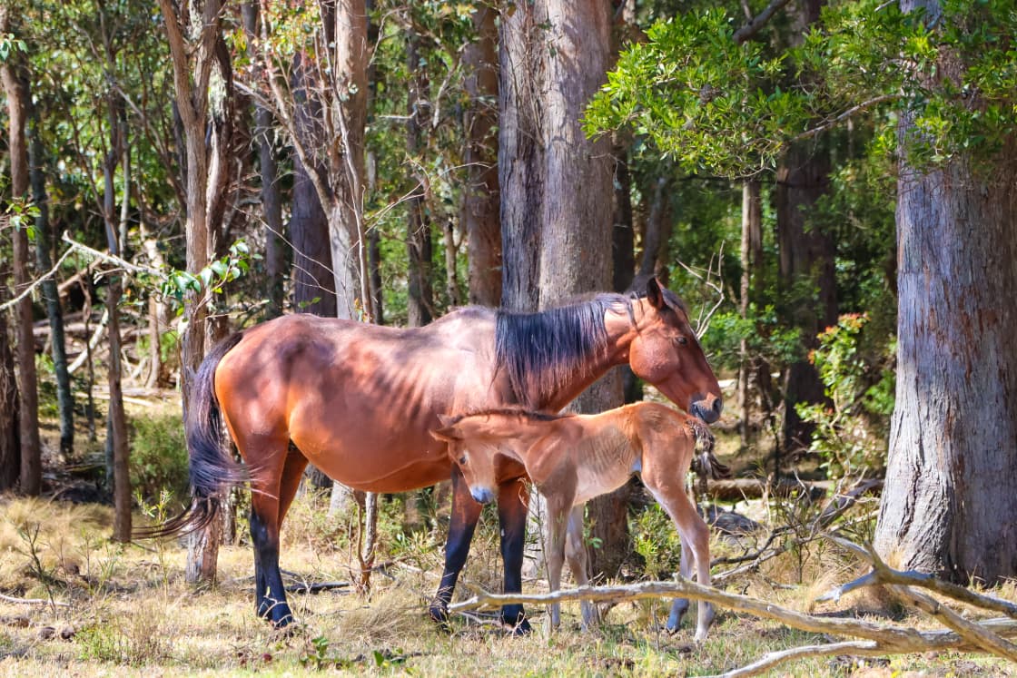 @the.galapagos.life - horses in the paddocks 