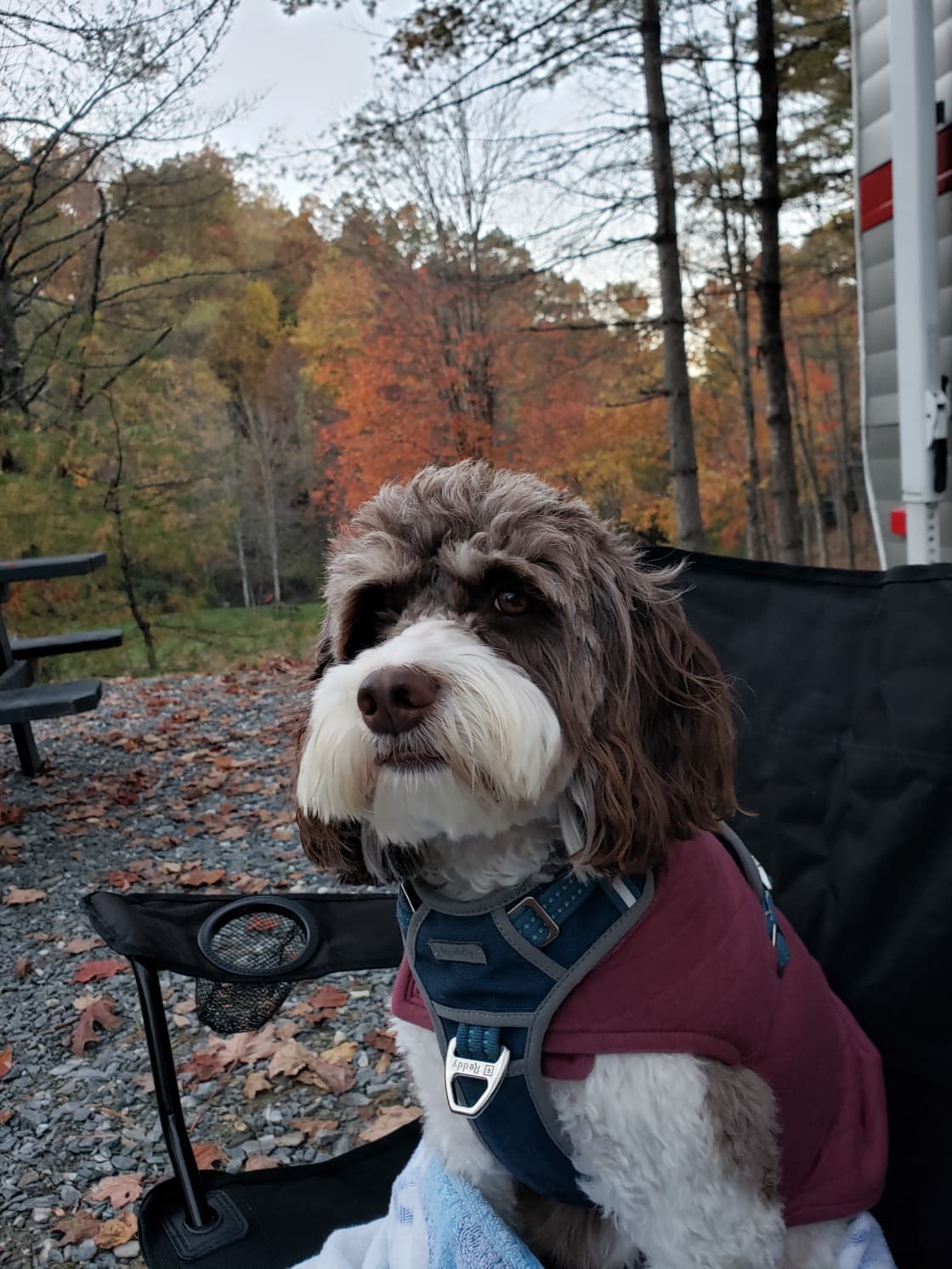 Our pup LOVED camping!!