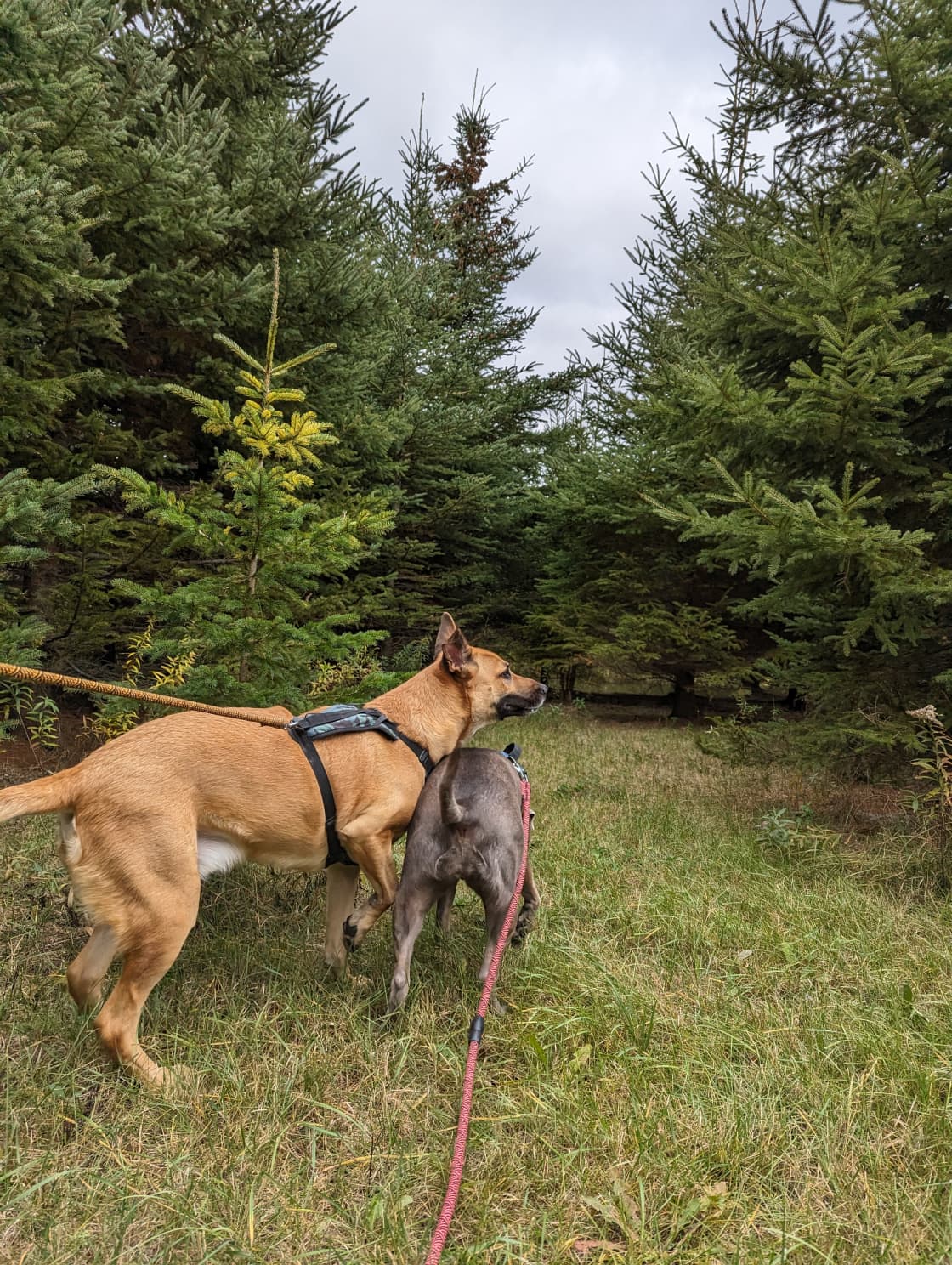 The dogs loved the mini Christmas tree forest
