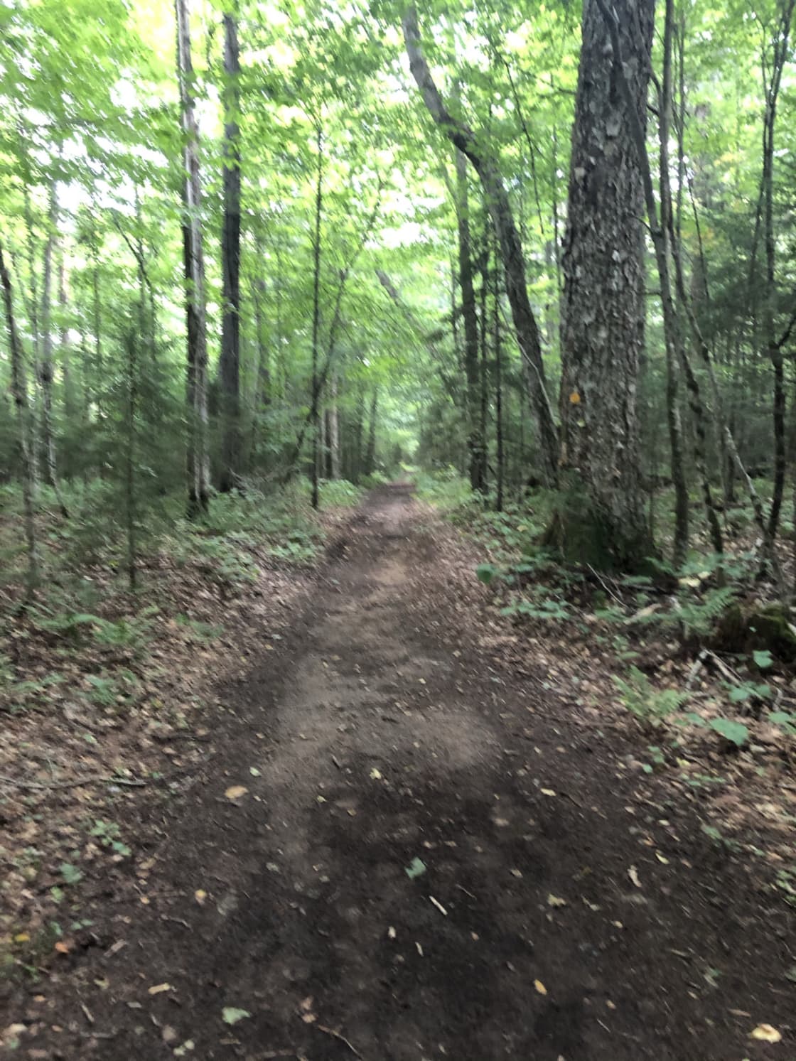 South pinewoods trail