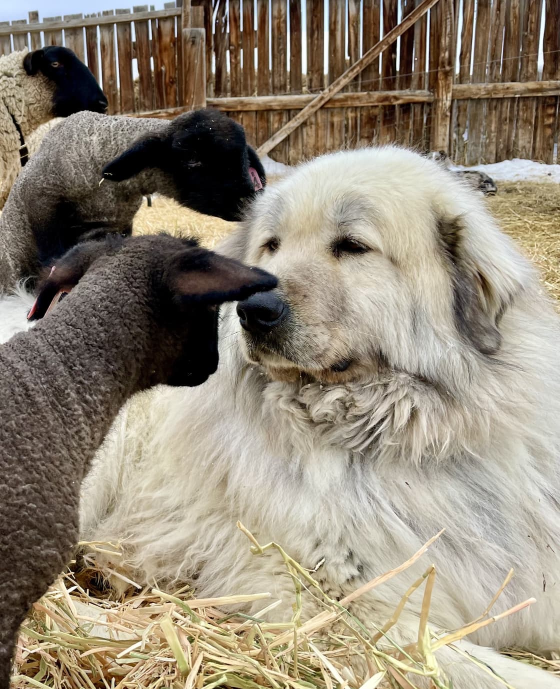 Our Great Pyrenees with a lamb