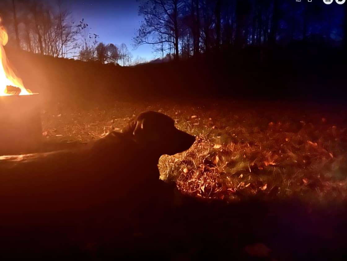The doggo enjoyed all the space to run and laying by the fire!