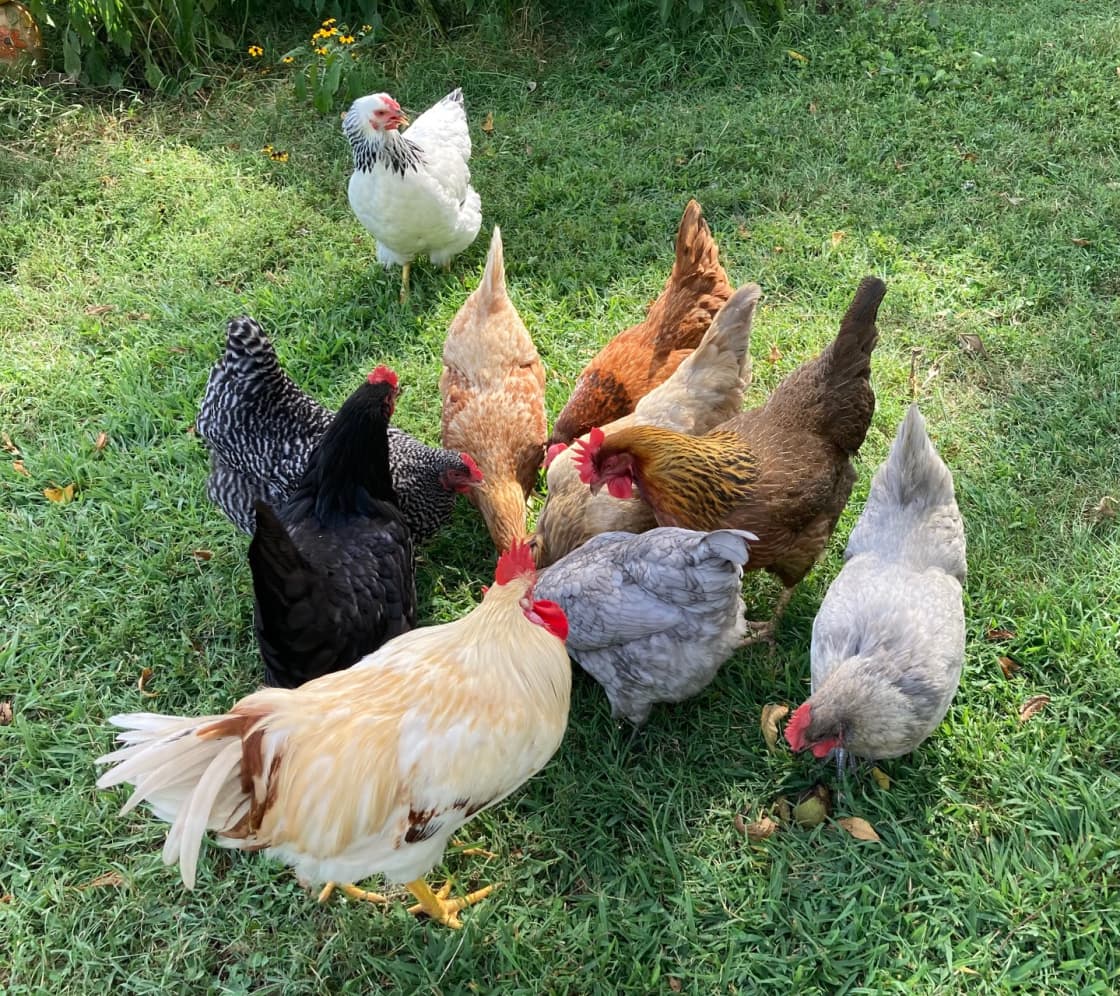 Our rooster and some of our lovely ladies