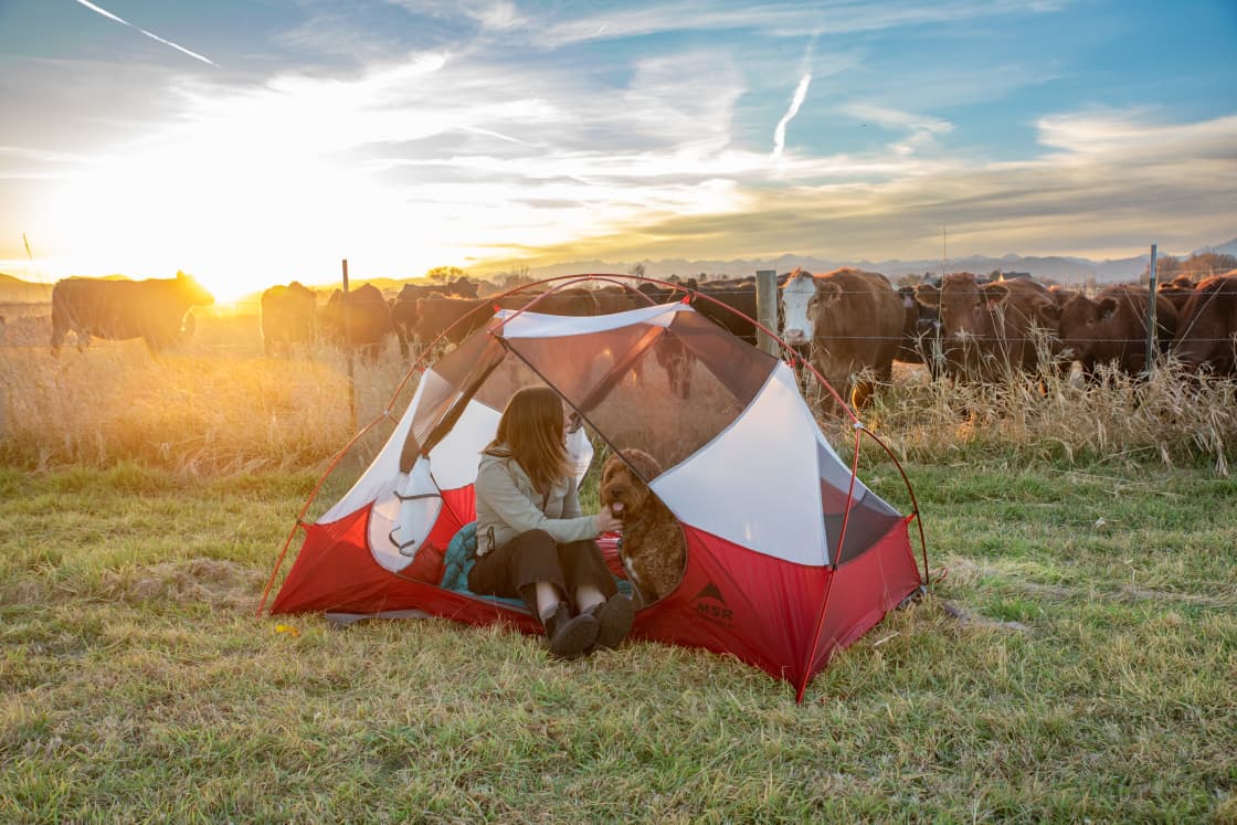 Setting up camp next to the curious cows