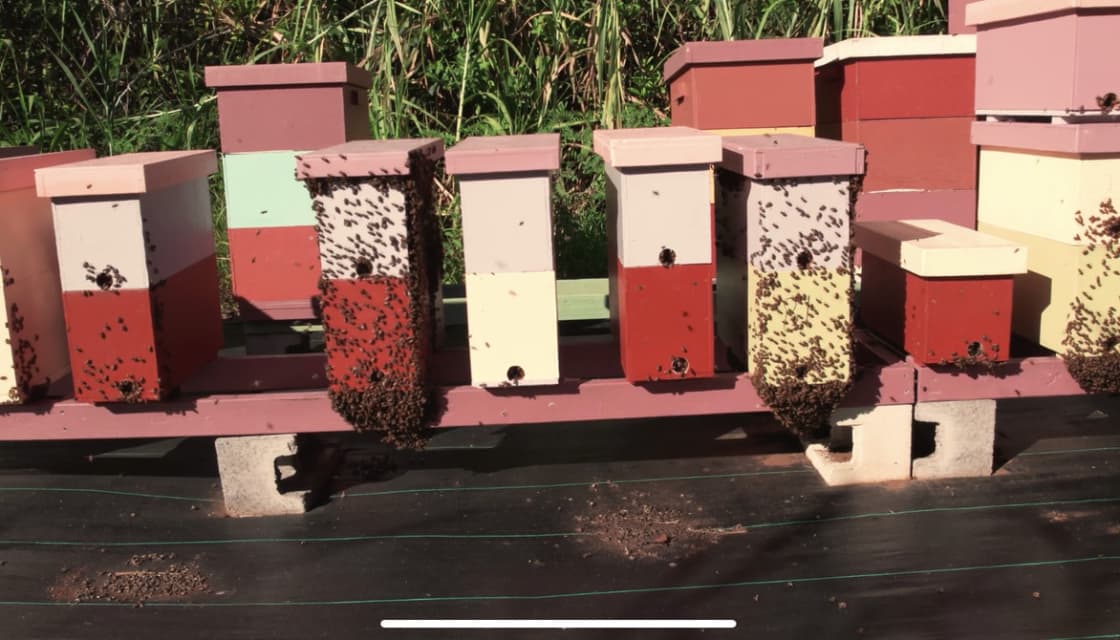 Honey Camp bee boxes!