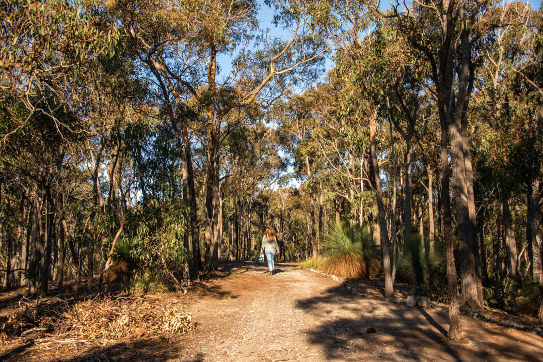 Going for a walk through the Gum Trees.