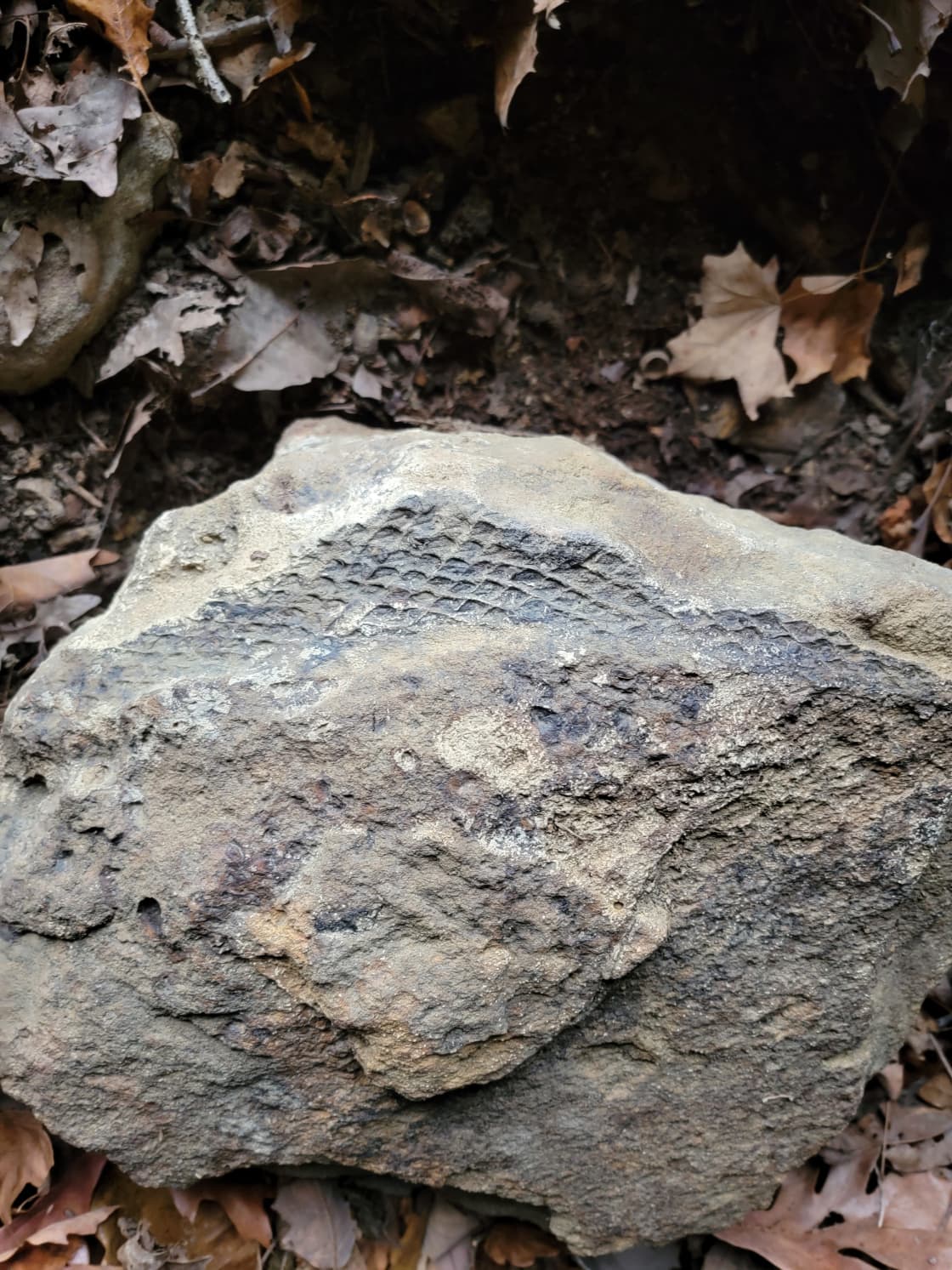 Prehistoric tree bark found in roadside cave.