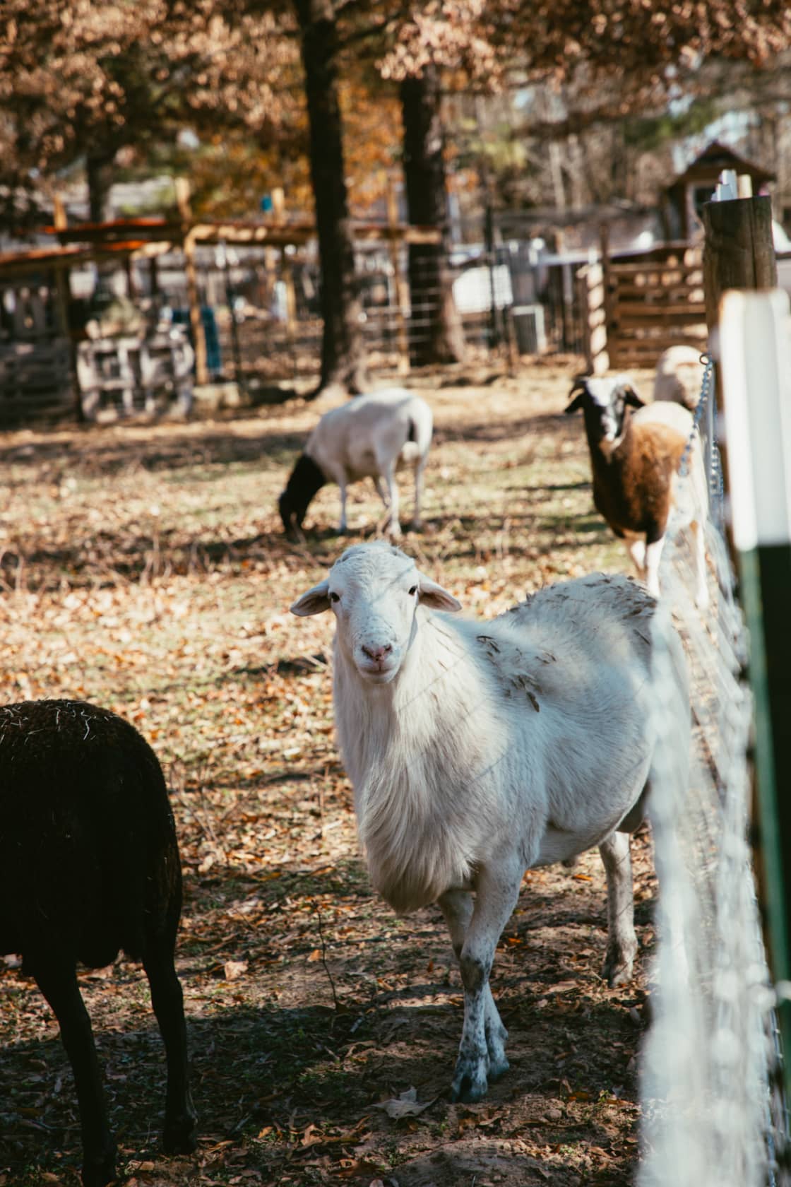 Farm Animals (Sheep)