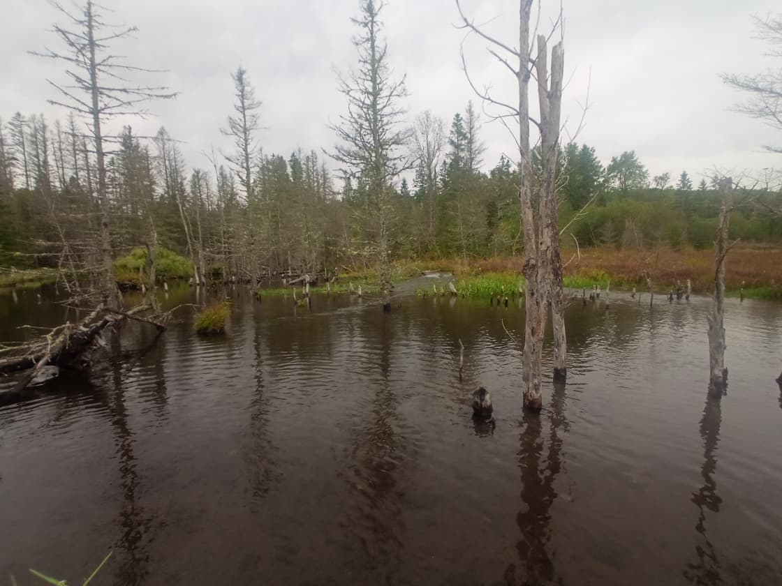 Beaver dam, walking distance from the cabin and campsite. ⛺ 🦫